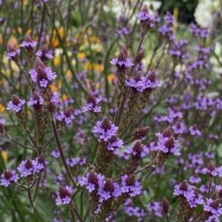 Kandelaber-Eisenkraut (Verbena Macdougalii) Lavender Spires