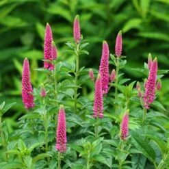 Ähren-Ehrenpreis (Veronica Spicata) First Love -LICHTNELKE Geschäft Veronica spicata Aehren Ehrenpreis First Love VF I