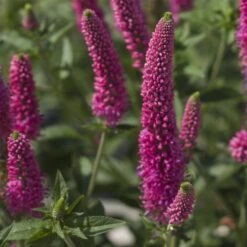 Ähren-Ehrenpreis (Veronica Spicata) First Love -LICHTNELKE Geschäft Veronica spicata Aehren Ehrenpreis First Love VF IV