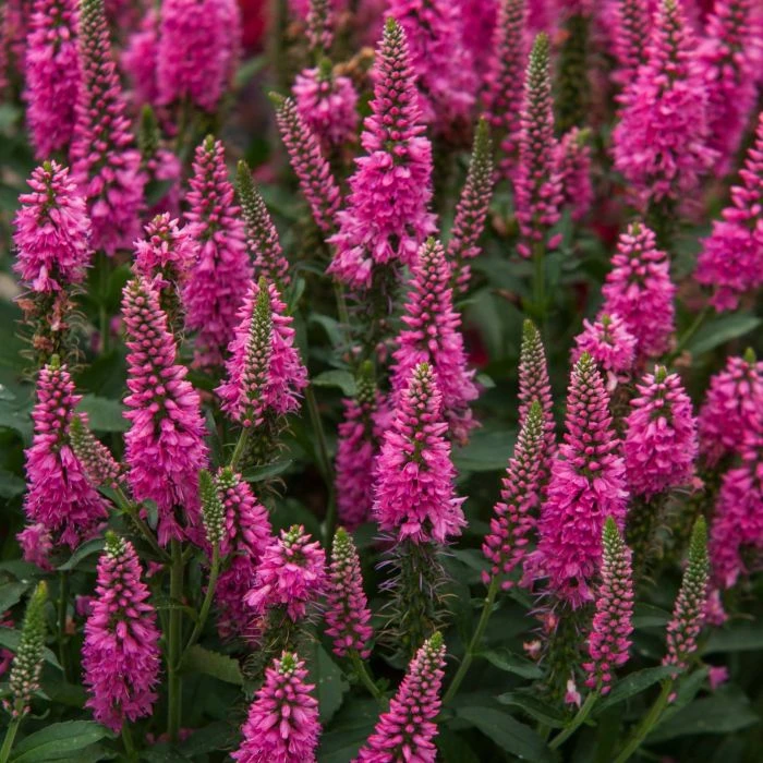 Ähriger Ehrenpreis (Veronica Spicata) Bubblegum Candles 3 Ähriger Ehrenpreis (Veronica Spicata) Bubblegum Candles