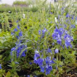 Ehrenpreis (Veronica Teucrium) Knallblau -LICHTNELKE Geschäft Veronica teucrium Ehrenpreis Knallblau lichtnelke OWZ III