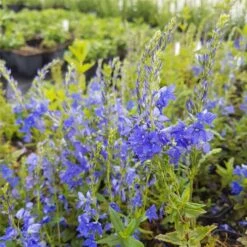 Ehrenpreis (Veronica Teucrium) Knallblau -LICHTNELKE Geschäft Veronica teucrium Ehrenpreis Knallblau lichtnelke OWZ IV