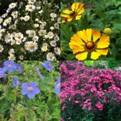 7 Vierländer Pflanzen (Bunter Hohe Beetstauden) Mix