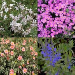 Titelseite -LICHTNELKE Geschäft Vierlnder Stauden Bodendecker Stauden Mix bunt lichtnelke