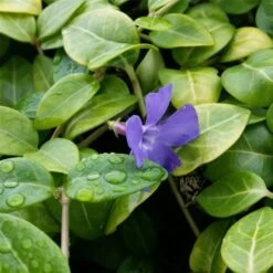 Kleinblättriges Immergrün (Vinca Minor) -LICHTNELKE Geschäft Vinca minor Immergruen blau lichtnelke OWZ II