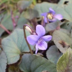 Labradorveilchen (Viola Labradorica ) -LICHTNELKE Geschäft Viola labradorica Labradorveilchen lichtnelke OWZ II