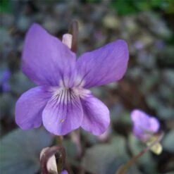Labradorveilchen (Viola Labradorica )