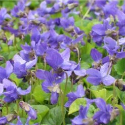 50 Pflanzen (für Ein Schatten-Beet Mit PFLANZPLAN) Mix -LICHTNELKE Geschäft Viola odorata Duftveilchen blau lichtnelke mix 1