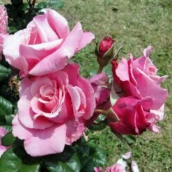 Nostalgie-Edelrose (Züchterrose) Wildberry -LICHTNELKE Geschäft Wildberry Tantau III