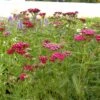 7 Pflanzen (Indian Summer – Farbpracht Im Herbst) Mix -LICHTNELKE Geschäft achillea millefolium schafgarbe kirschkoenigin cerise queen lichtnelke owz iii sk