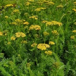 Schafgarbe (Achillea Millefolium) Milly Rock Yellow Terracotta -LICHTNELKE Geschäft achillea millefolium schafgarbe milly rock yellow terracotta lichtnelke i