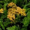 Schafgarbe (Achillea Millefolium) Milly Rock Yellow Terracotta -LICHTNELKE Geschäft achillea millefolium schafgarbe milly rock yellow terracotta lichtnelke ii