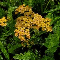 Schafgarbe (Achillea Millefolium) Milly Rock Yellow Terracotta