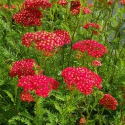 Schafgarbe (Achillea Millefolium) Paprika -LICHTNELKE Geschäft achillea millefolium schafgarbe paprika lichtnelke iv