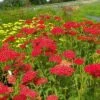 Schafgarbe (Achillea Millefolium) Paprika -LICHTNELKE Geschäft achillea millefolium schafgarbe paprika lichtnelke v
