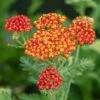 Schafgarbe (Achillea Millefolium) Safran -LICHTNELKE Geschäft achillea millefolium schafgarbe safran vf ii sk