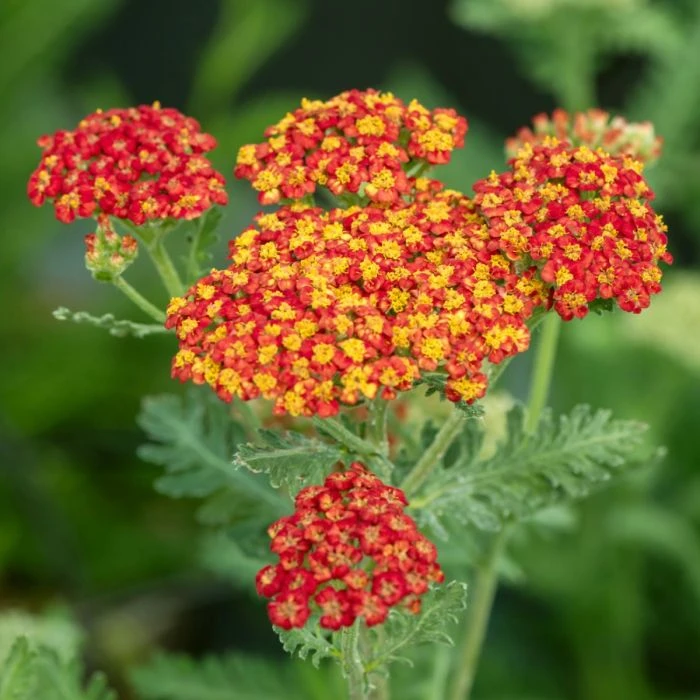 Schafgarbe (Achillea Millefolium) Safran 3 Schafgarbe (Achillea Millefolium) Safran