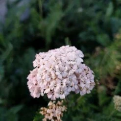 Schafgarbe (Achillea Millefolium) Summer Pastels -LICHTNELKE Geschäft achillea millefolium schafgarbe summer pastels lichtnelke i