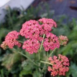Schafgarbe (Achillea Millefolium) Summer Pastels -LICHTNELKE Geschäft achillea millefolium schafgarbe summer pastels lichtnelke ii