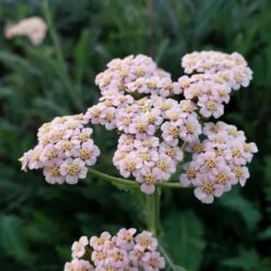 Schafgarbe (Achillea Millefolium) Summer Pastels -LICHTNELKE Geschäft achillea millefolium schafgarbe summer pastels lichtnelke iv
