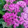 Schafgarbe (Achillea) TUTTI FRUTTI Pink Grapefruit -LICHTNELKE Geschäft achillea schafgarbe tutti frutti pink grapefruit lichtnelke owz ii