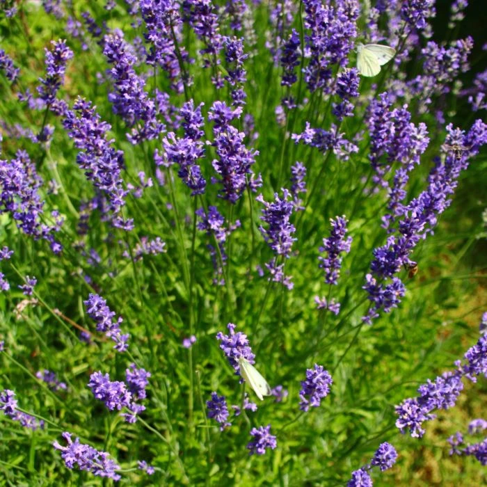 Lavendel (Lavandula Angustifolia) Grosso Ornamental 3 Lavendel (Lavandula Angustifolia) Grosso Ornamental
