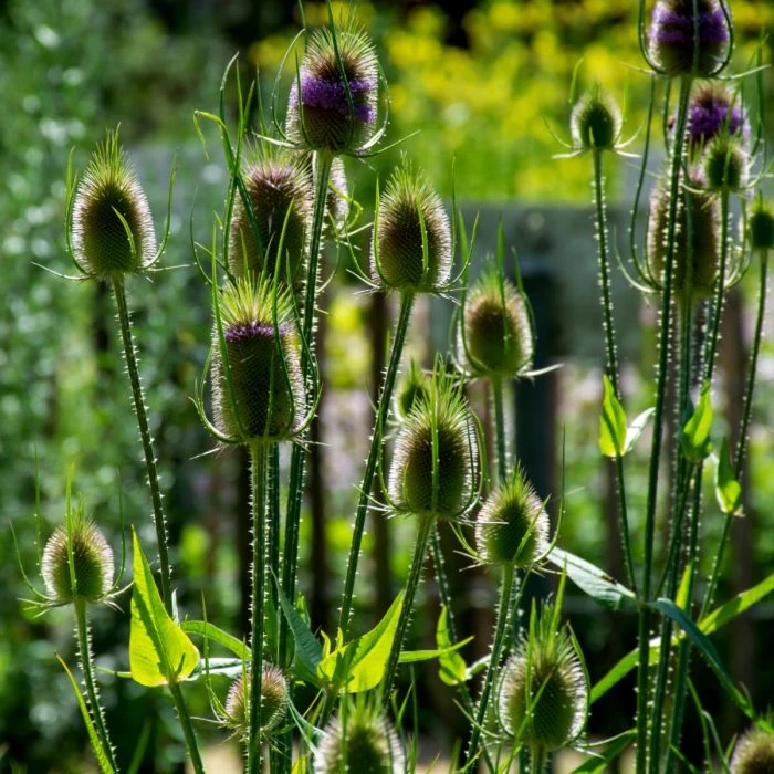 Wilde Karde (Dipsacus Sylvestris) 4 Wilde Karde (Dipsacus Sylvestris) – Bild 2