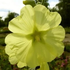 Stockrose (Alcea Rosea) Sunshine
