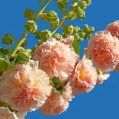 Stockrose (Alcea Rosea Plena) CHATERS Apricot