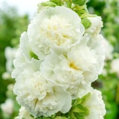 Stockrose (Alcea Rosea Plena) CHATERS White