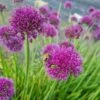 Berglauch (Allium Senescens) Lavender Bubbles -LICHTNELKE Geschäft allium senescens berglauch lavender bubbles lichtnelke owz x