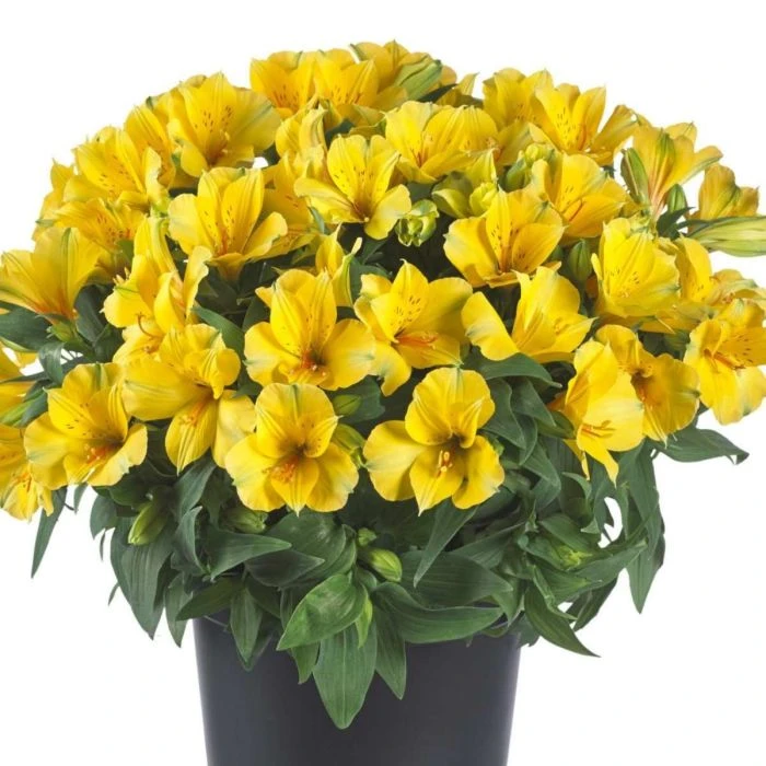 Inkalilie (Alstroemeria) COLORITA Lisa® 4 Inkalilie (Alstroemeria) COLORITA Lisa® – Bild 2