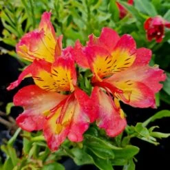 Inkalilie (Alstroemeria) LITTLE MISS Candy -LICHTNELKE Geschäft alstroemeria inkalilie little miss candy lichtnelke owz i