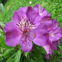 Niedrige Inkalilie (Alstroemeria) Lucas