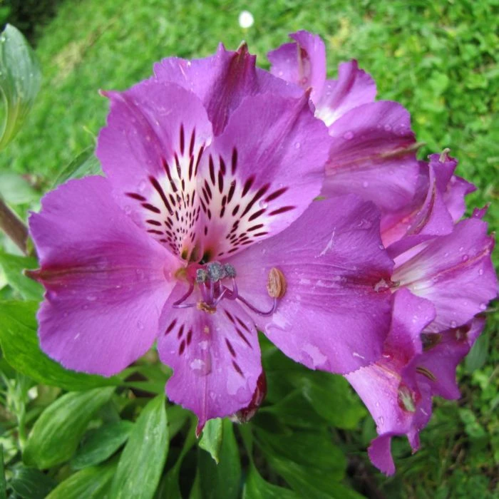 Niedrige Inkalilie (Alstroemeria) Lucas 3 Niedrige Inkalilie (Alstroemeria) Lucas