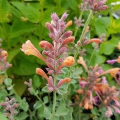 Duftnessel (Agastache) KUDOS Ambrosia -LICHTNELKE Geschäft ambrosius1 Staudengrtnerei Bargest