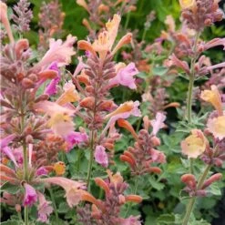 Duftnessel (Agastache) KUDOS Ambrosia -LICHTNELKE Geschäft ambrosius Staudengrtnerei Bargest