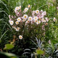 Herbstanemone (Anemone) GARDEN BREEZE Pink Touch 7 Herbstanemone (Anemone) GARDEN BREEZE Pink Touch -LICHTNELKE Geschäft anemone herbstanemone garden breeze pink touch vf ii sk