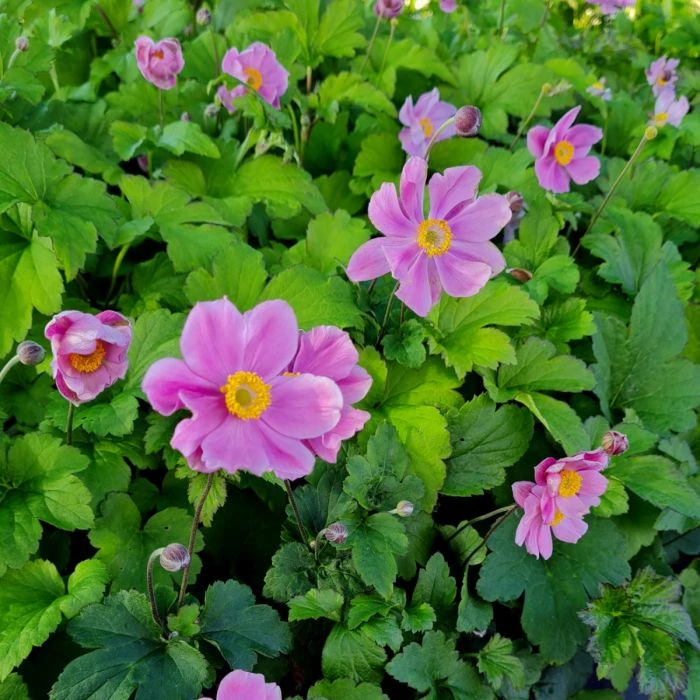 Herbst-Anemone (Anemone Hupehensis) Splendens 4 Herbst-Anemone (Anemone Hupehensis) Splendens – Bild 2