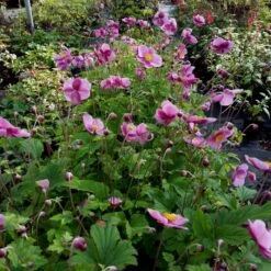 Herbst-Anemone (Anemone Hupehensis) Splendens 9 Herbst-Anemone (Anemone Hupehensis) Splendens -LICHTNELKE Geschäft anemone hupehensis herbstanemone splendens lichtnelke owz iii