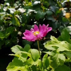 10 Pflanzen (für Den Schatten) Mix -LICHTNELKE Geschäft anemone japonica herbstanemone pamina lichtnelke owz i