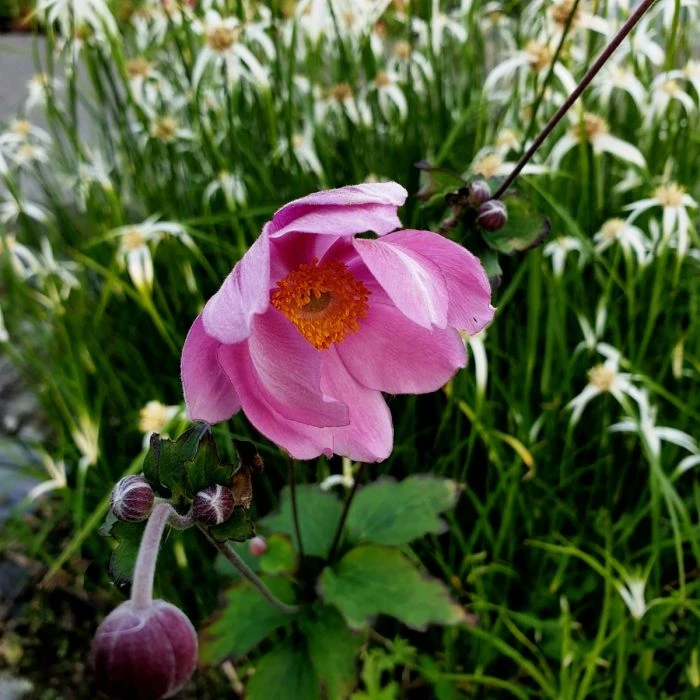 Herbstanemone (Anemone Tomentosa) Serenade 7 Herbstanemone (Anemone Tomentosa) Serenade – Bild 5