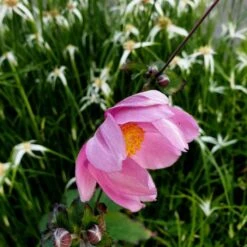 Herbstanemone (Anemone Tomentosa) Serenade 9 Herbstanemone (Anemone Tomentosa) Serenade -LICHTNELKE Geschäft anemone tomentosa herbstanemone serenade lichtnelke owz iii