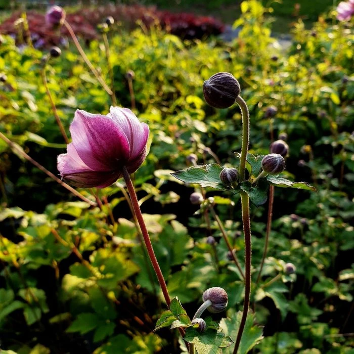 Herbstanemone (Anemone Tomentosa) Serenade 6 Herbstanemone (Anemone Tomentosa) Serenade – Bild 4