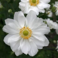 Titelseite -LICHTNELKE Geschäft anemone wirbelwind 2 WEIH 1