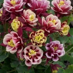 Akelei (Aquilegia Vulgaris) WINKY Red-White Double