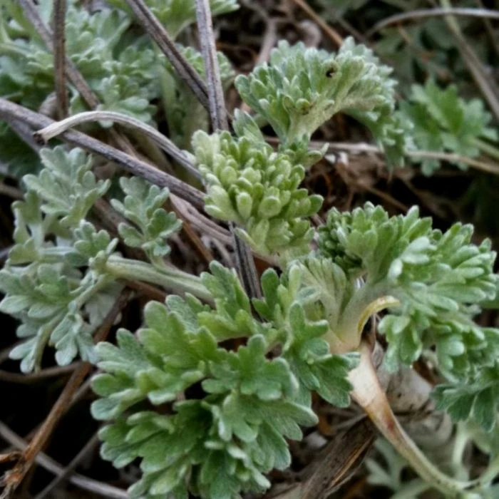 Echter Wermut (Artemisia Absinthium) Absinth 4 Echter Wermut (Artemisia Absinthium) Absinth – Bild 2