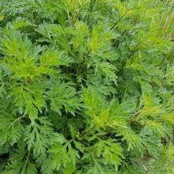 Gewöhnlicher Beifuß (Artemisia Vulgaris) -LICHTNELKE Geschäft artemisia vulgaris gewoehnlicher beifuss adobestock 111519929 sk