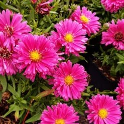 Kissenaster (Aster) Granat -LICHTNELKE Geschäft aster dumosus kissenaster granat rubin lichtnelke iii sk