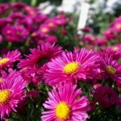 10 Vierländer Pflanzen (Bunte Bodendecker) Mix